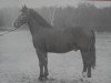 stallion Gote II Mo 1123 (Heavy Warmblood, 1956, from Gotenfuerst Mo 654)