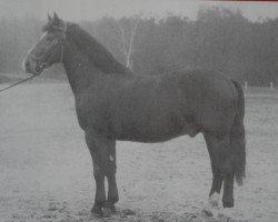 stallion Gote II Mo 1123 (Heavy Warmblood, 1956, from Gotenfuerst Mo 654)