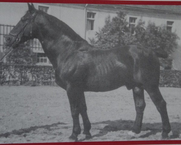 stallion Reichsgraf (Mo) 963 (Oldenburg,  , from Reichsrat)