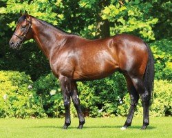 horse Muhaarar xx (Thoroughbred, 2012, from Oasis Dream xx)