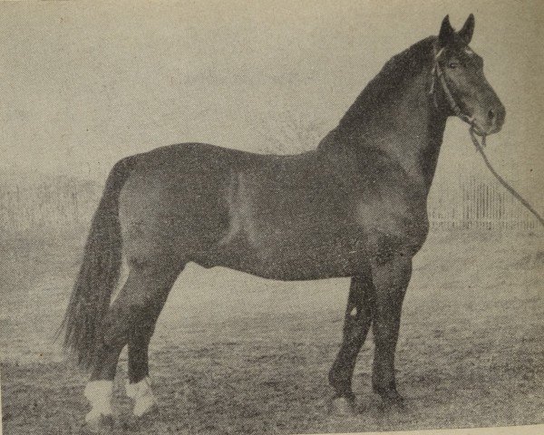 stallion Groll v. Arendsee 294 (Oldenburg, 1948, from Gausieger S-A 77)