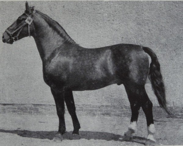 stallion Elso Mo 1155 (Heavy Warmblood, 1958, from Elan Th 753)