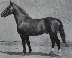 Deckhengst Elso Mo 1155 (Schweres Warmblut, 1958, von Elan Th 753)