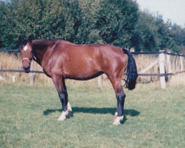 Zuchtstute Melanie (Westfale, 1973, von Maistern)