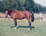 broodmare Melanie (Westphalian, 1973, from Maistern)