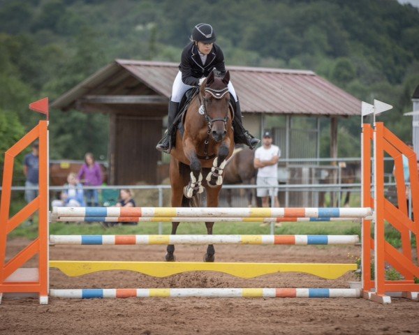 jumper Cool Calle 2 (German Sport Horse, 2014, from Coronet d'Honneur)