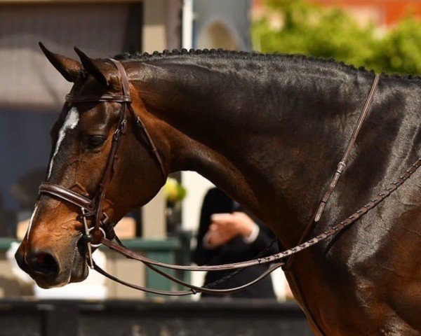 Springpferd Cresus du Val du Geer (Belgium Sporthorse, 2008, von Flamenco de Semilly)