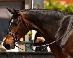 jumper Cresus du Val du Geer (Belgium Sporthorse, 2008, from Flamenco de Semilly)