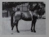 Zuchtstute Lerche H 25386 (Schweres Warmblut,  , von Flirt Mo 1173)