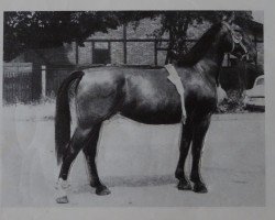 broodmare Lerche H 25386 (Heavy Warmblood, 1963, from Flirt Mo 1173)