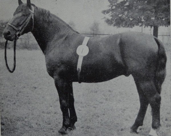 stallion Lork Mo 1062 (Heavy Warmblood, 1952, from Lump v. Laucha Mo 945)