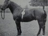 Deckhengst Lork Mo 1062 (Schweres Warmblut, 1952, von Lump v. Laucha Mo 945)