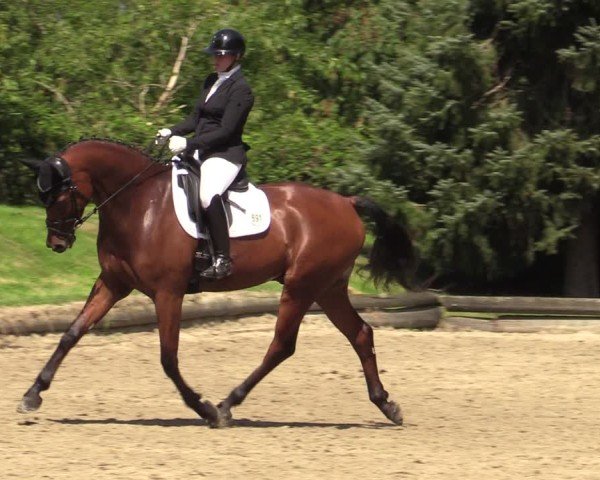 Reitturnier Datteln 2024