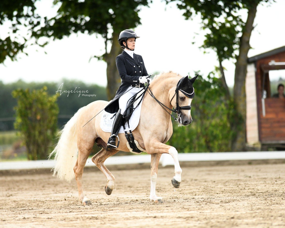 Deckhengst Dating AT NRW (Deutsches Reitpony, 2012, von Dimension AT NRW)