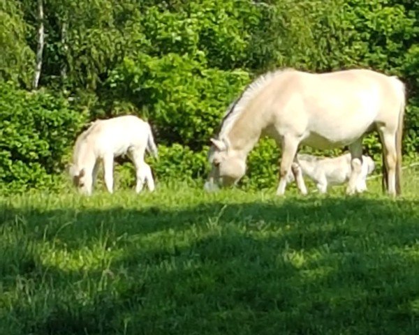 broodmare Gundi Fjellhorn (Fjord Horse, 2017, from Harvard)