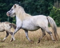 broodmare Fleur vom Gothensee (Dt.Part-bred Shetland pony,  , from Finn)