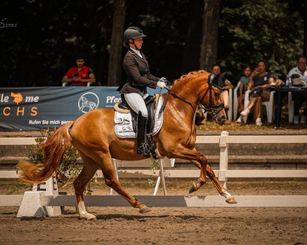 dressage horse Schelenburgs New Sunshine (German Riding Pony, 2021, from FS Next Diamond)