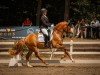 dressage horse Schelenburgs New Sunshine (German Riding Pony, 2021, from FS Next Diamond)