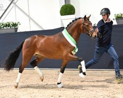 stallion Fs Chefsache (German Riding Pony, 2020, from Celebration WE)