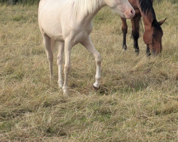 Dressurpferd Stute von Top Champion / Top Zento (Deutsches Reitpony, 2023, von Top Champion)