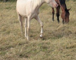 Pferd Talvi (Deutsches Reitpony, 2023, von Top Champion)