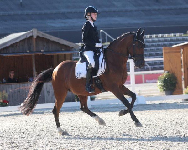 dressage horse Goldwyn (German Riding Pony, 2012)