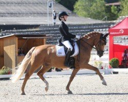 dressage horse DSP Glückskeks (German Riding Pony, 2016, from Golden West NRW)