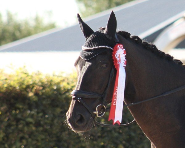 Dressurpferd Bossanova Hit (KWPN (Niederländisches Warmblut), 2006)