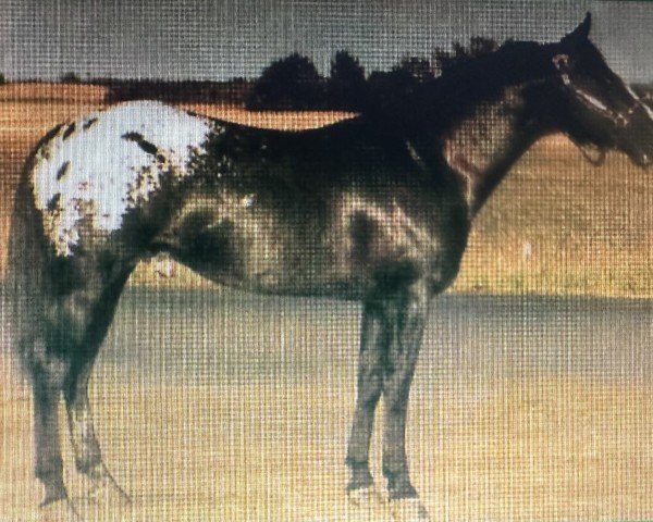 stallion Shady Slider (Appaloosa, 1975, from Rustler's Shady Bill)