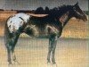 stallion Shady Slider (Appaloosa, 1975, from Rustler's Shady Bill)