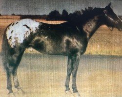 stallion Shady Slider (Appaloosa, 1975, from Rustler's Shady Bill)