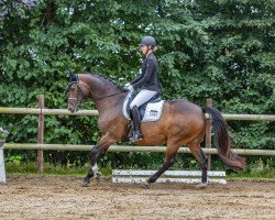 dressage horse Mourinho (Hanoverian, 2013, from Maestro)