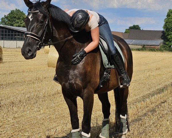 Springpferd Sinan von Kükenmoor (Rheinländer, 2017, von Stakkato)