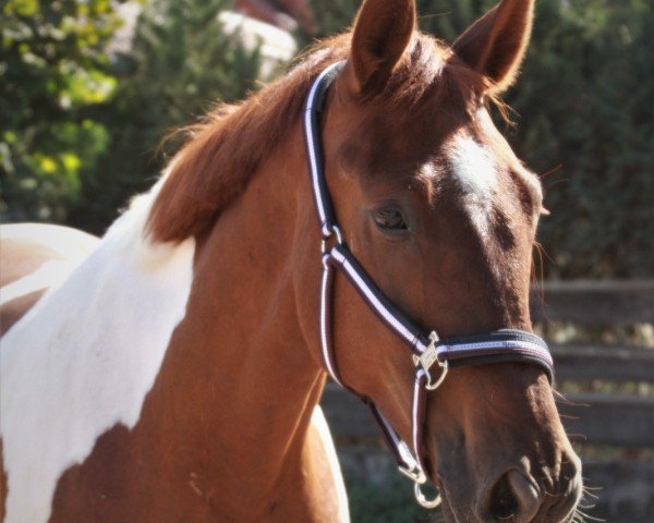 Dressurpferd Roy (Luxemburgisches Reitpferd, 2016)