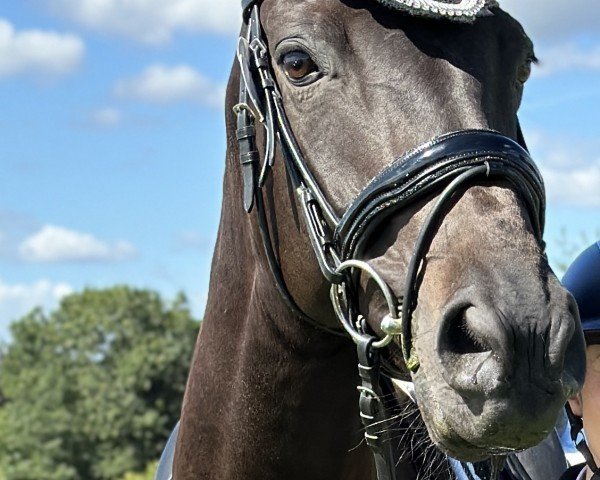 dressage horse TIA Charlotta (Westphalian, 2018, from Christ)