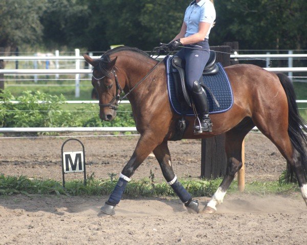 Springpferd Dandy 511 (Deutsches Reitpony, 2015, von Dynamit Harry)