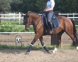 jumper Dandy 511 (German Riding Pony, 2015, from Dynamit Harry)