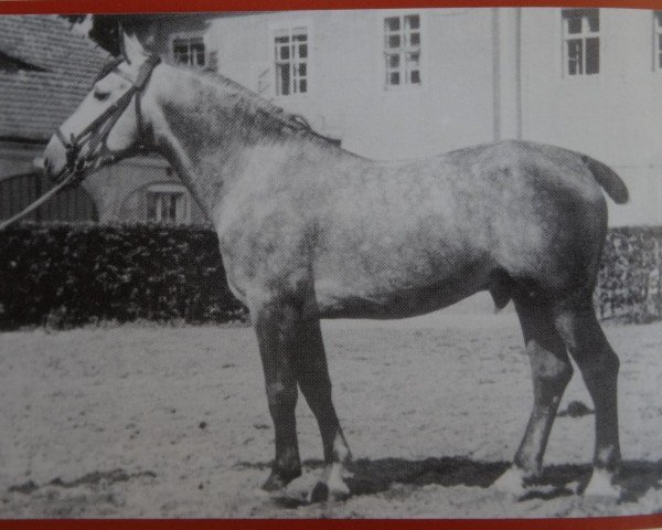 Deckhengst Elan SN 664 (Mo) (Schweres Warmblut, 1944, von Egoist SN 543)