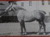 stallion Elan SN 664 (Mo) (Heavy Warmblood, 1944, from Egoist SN 543)