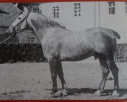 Deckhengst Elan SN 664 (Mo) (Schweres Warmblut, 1944, von Egoist SN 543)