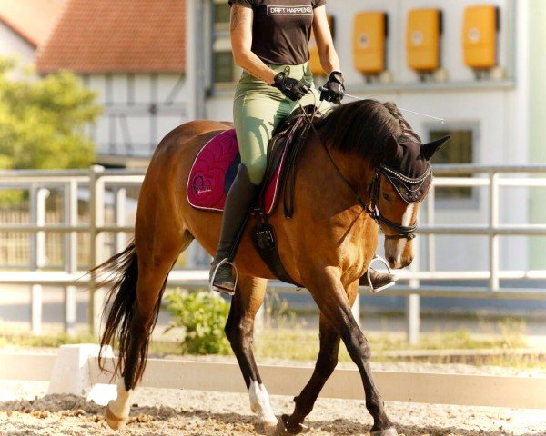 dressage horse Dessimira (German Sport Horse, 2019, from Escamillo)