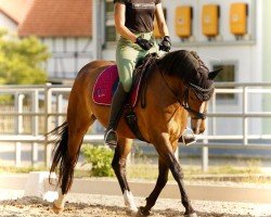 dressage horse Dessimira (German Sport Horse, 2019, from Escamillo)