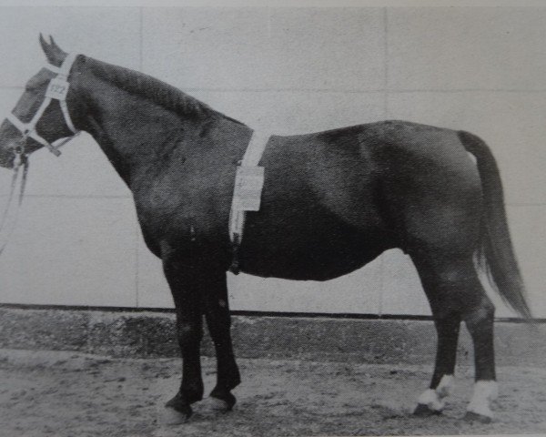 broodmare Serenade H 907 (Heavy Warmblood, 1949, from Wickinger Mo 464)