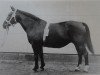 broodmare Serenade H 907 (Heavy Warmblood, 1949, from Wickinger Mo 464)