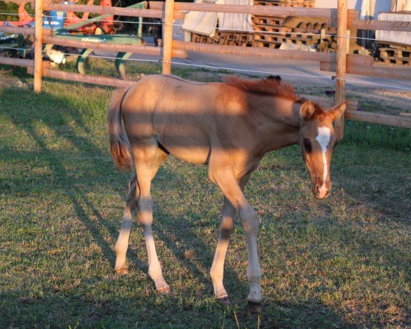 foal by Venustas Charmeur (Austrian Reitpony, 2024, from Kastanienhof Cockney Cracker)