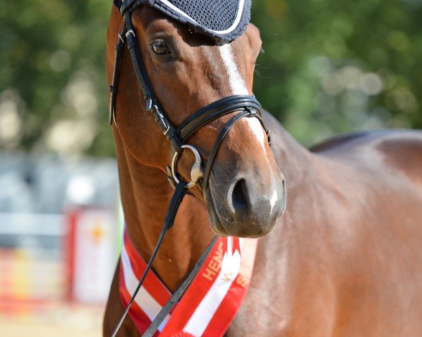 jumper Major Tom 8 (German Sport Horse, 2020, from Million Dollar)