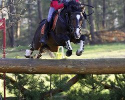 stallion Domingo (German Riding Pony, 2000, from Top Dark Dream)