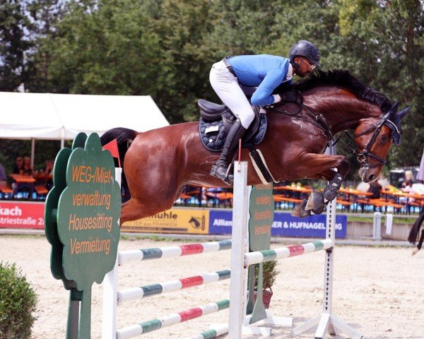 jumper Q´Galito (Hanoverian, 2018, from Qualito)