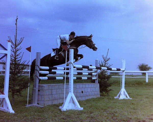 Pferd Flammy Boy (Oldenburger, 1979, von Futuro)