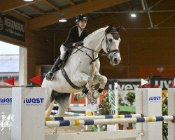 jumper Levy Grey (German Sport Horse, 2008, from Levkoi)